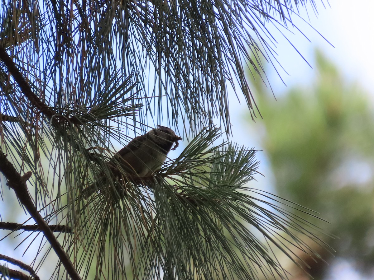 Crested Tit - Clemente Álvarez Usategui