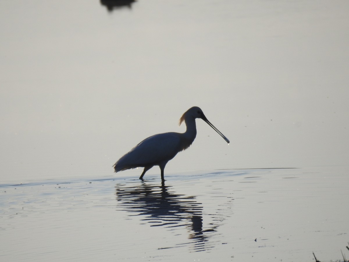 Eurasian Spoonbill - Matouš Vlček