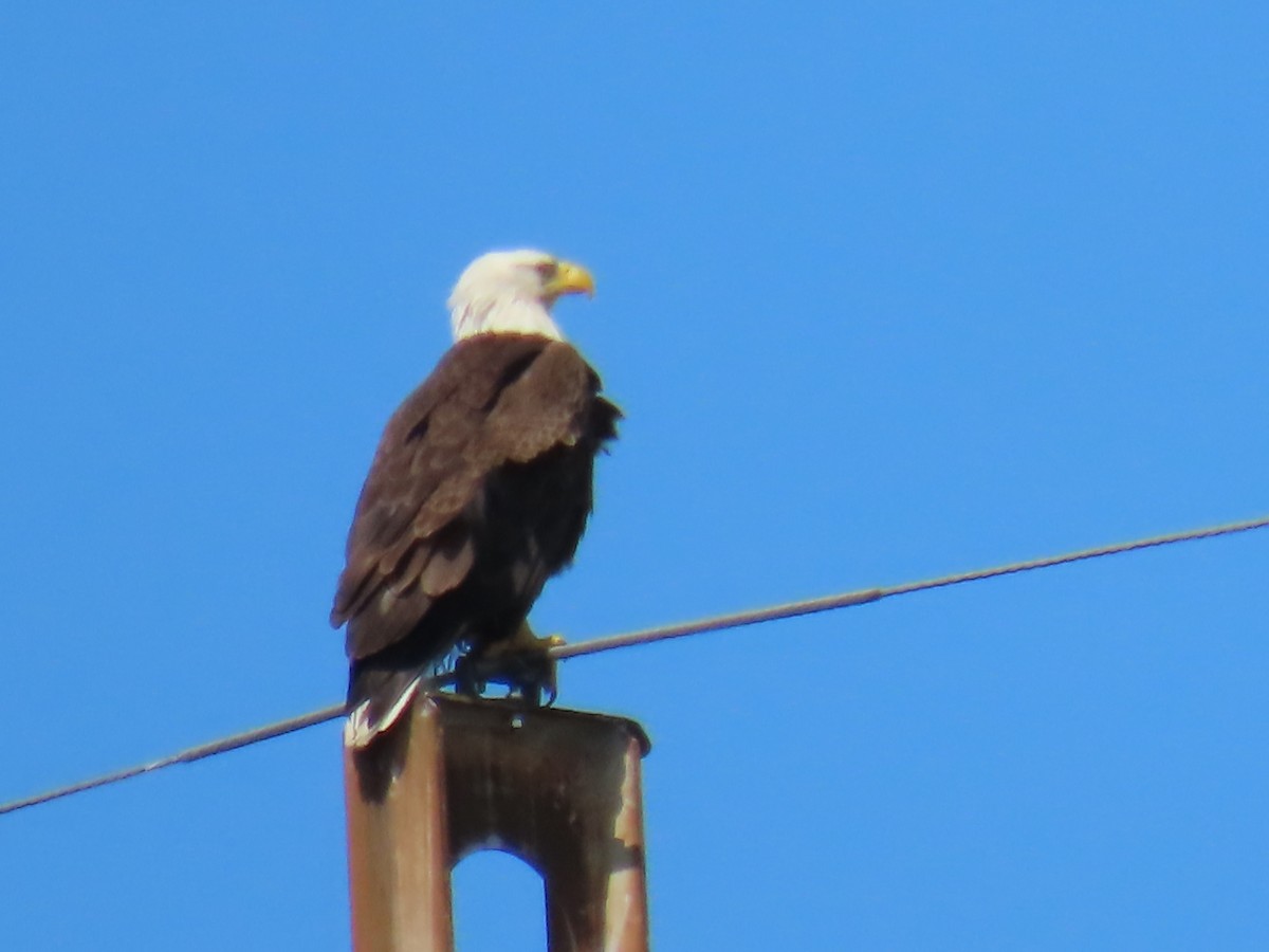 Bald Eagle - Elizabeth Ferber