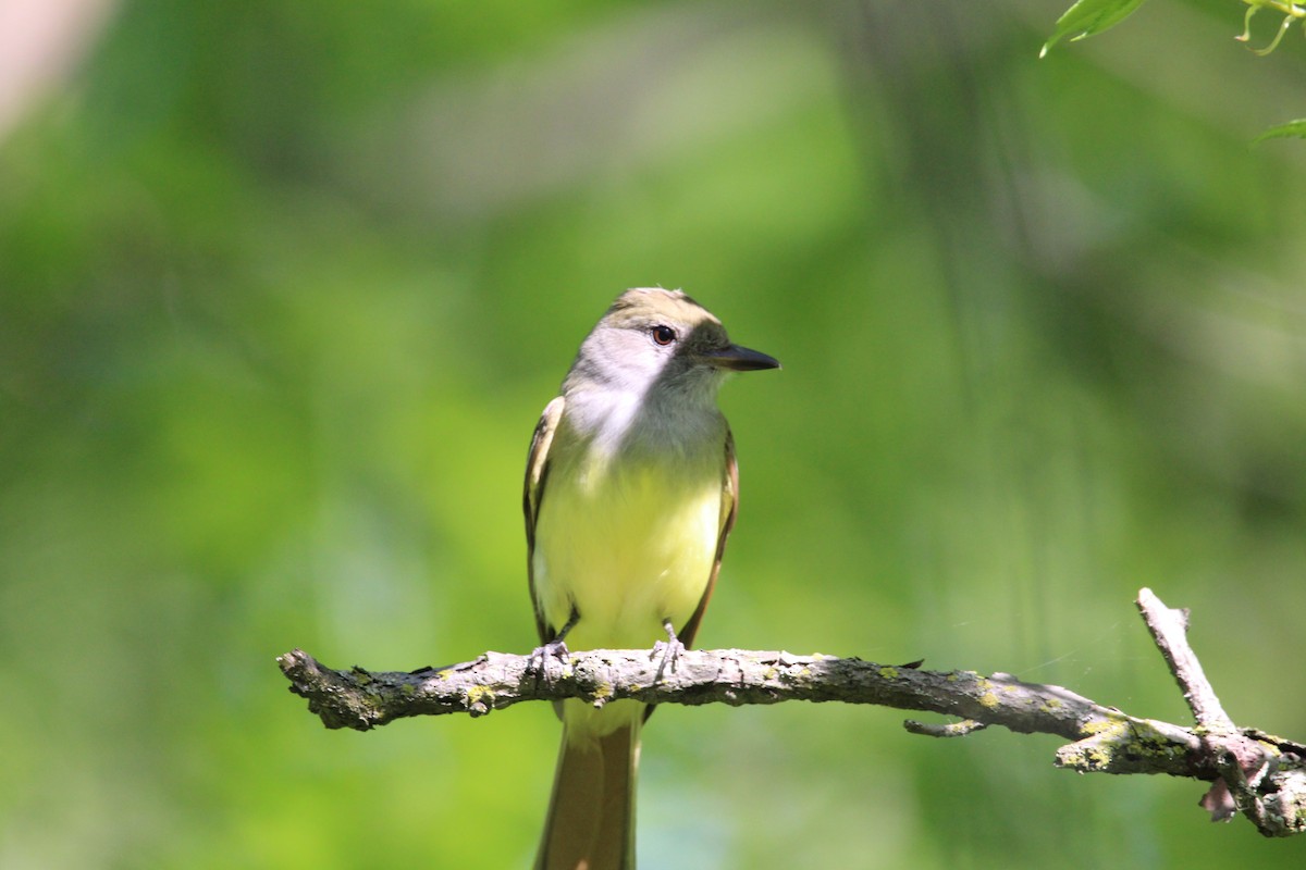 Great Crested Flycatcher - Jim Schneider