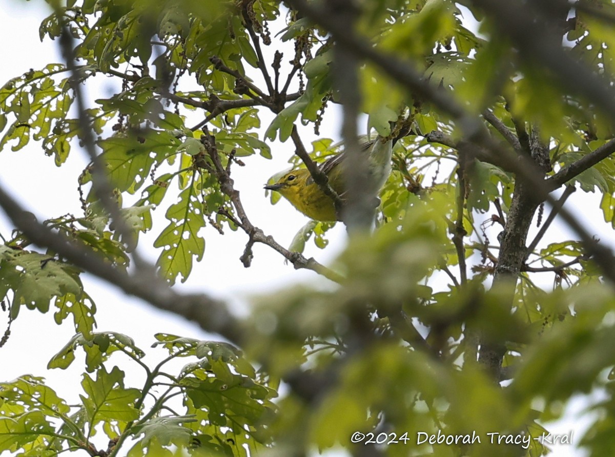 Pine Warbler - Deborah Kral