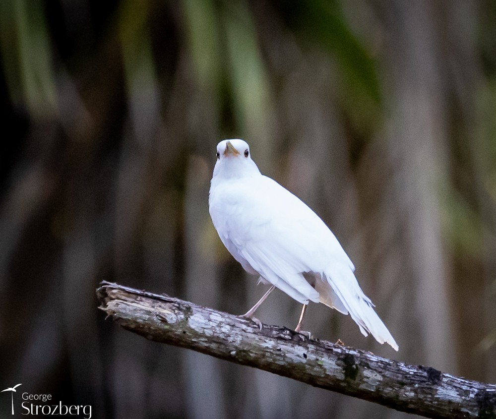 Turdus sp. - George Strozberg