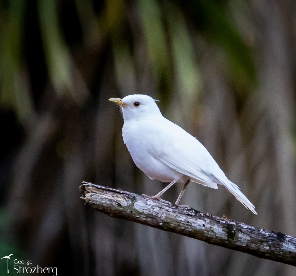 Turdus sp. - George Strozberg