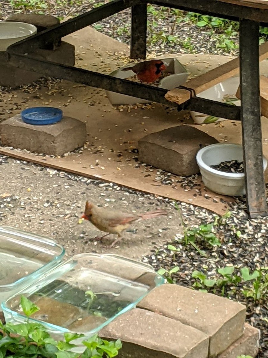 Northern Cardinal - Julio Araque