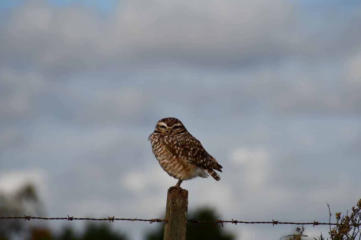 Burrowing Owl - Valeria Quevedo