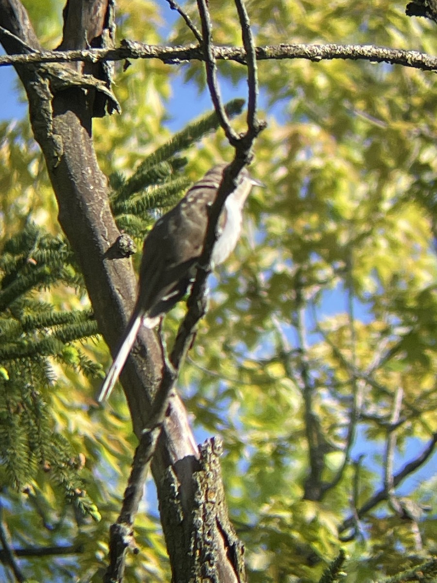 Black-billed Cuckoo - Katrina Theisen