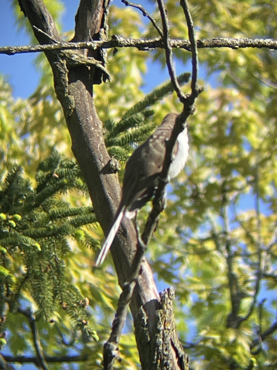 Black-billed Cuckoo - Katrina Theisen