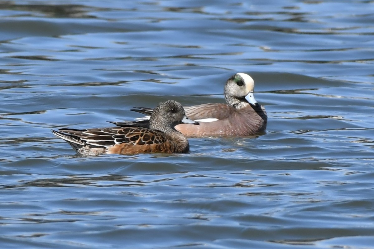 American Wigeon - Ausilia Piperni