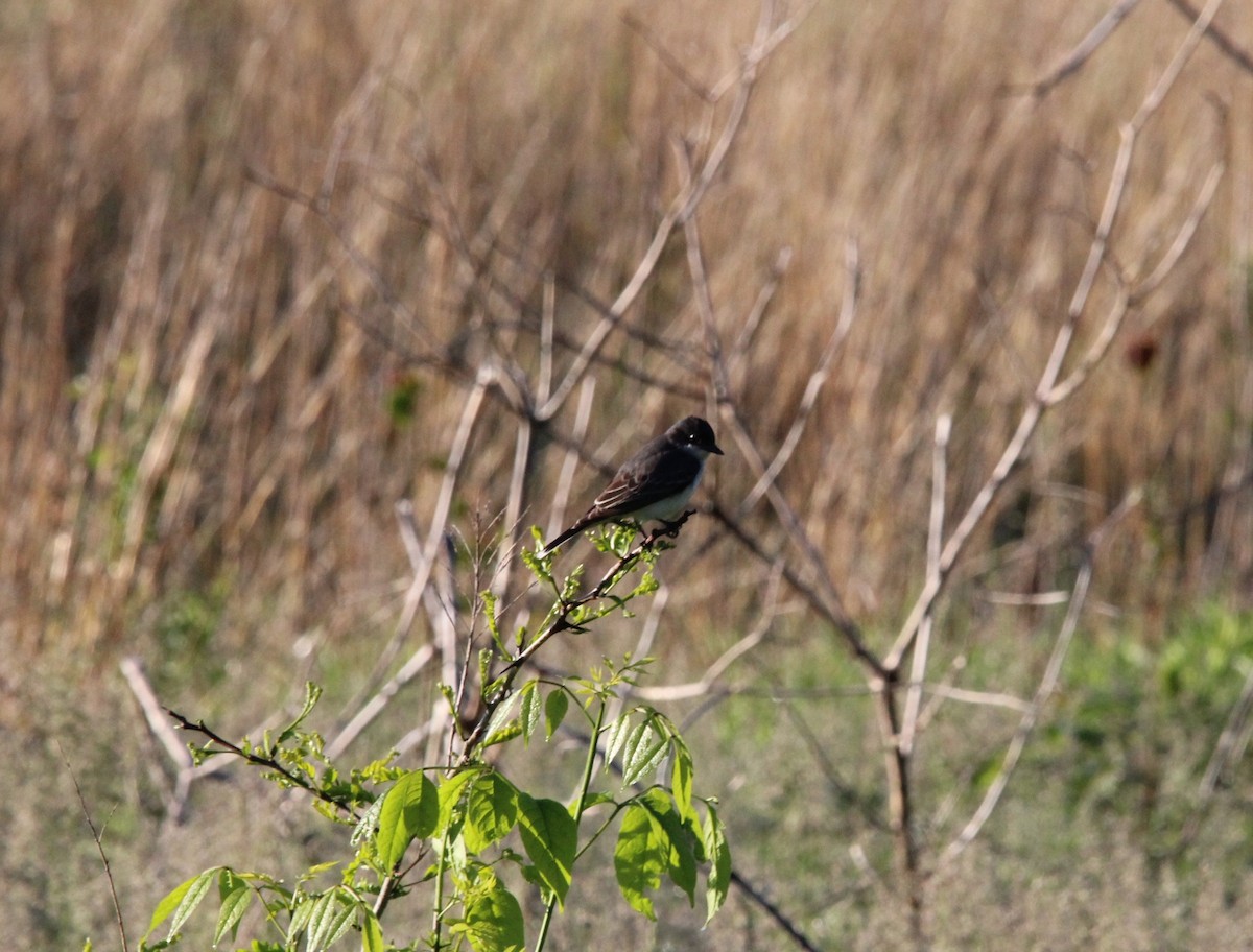 Eastern Kingbird - Jim Schneider