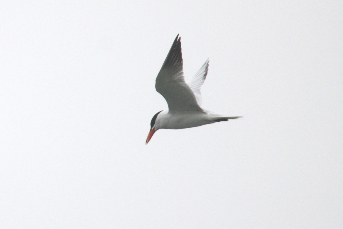 Caspian Tern - Owen Daulton