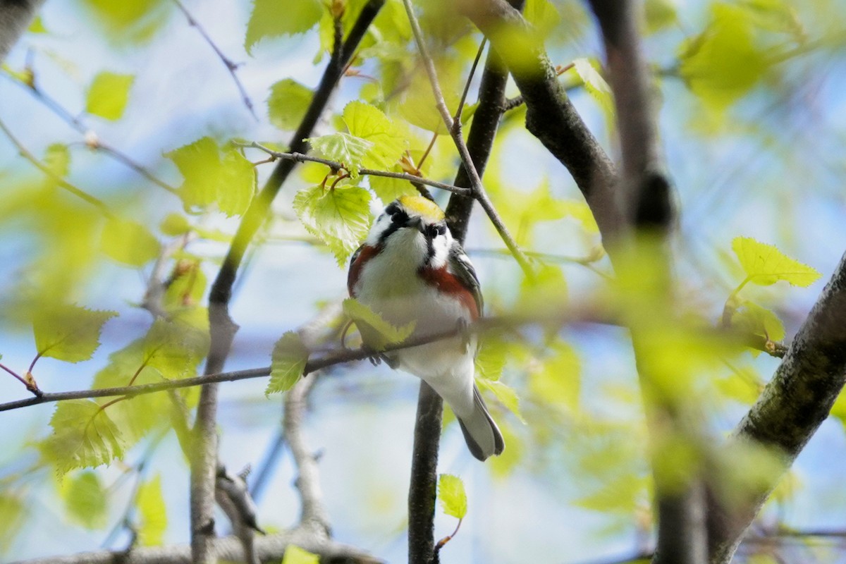 Chestnut-sided Warbler - Louise Courtemanche 🦅