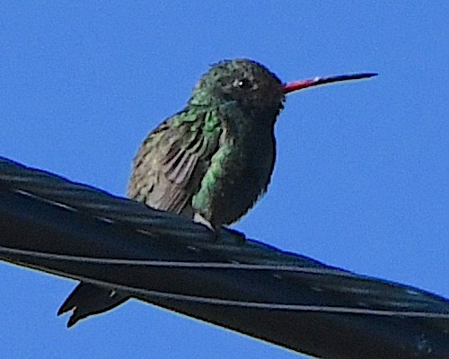Broad-billed Hummingbird - Ted Wolff