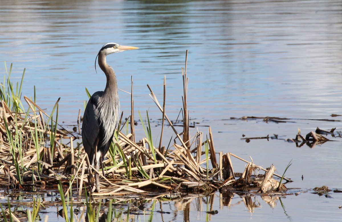 Great Blue Heron - ML618846917