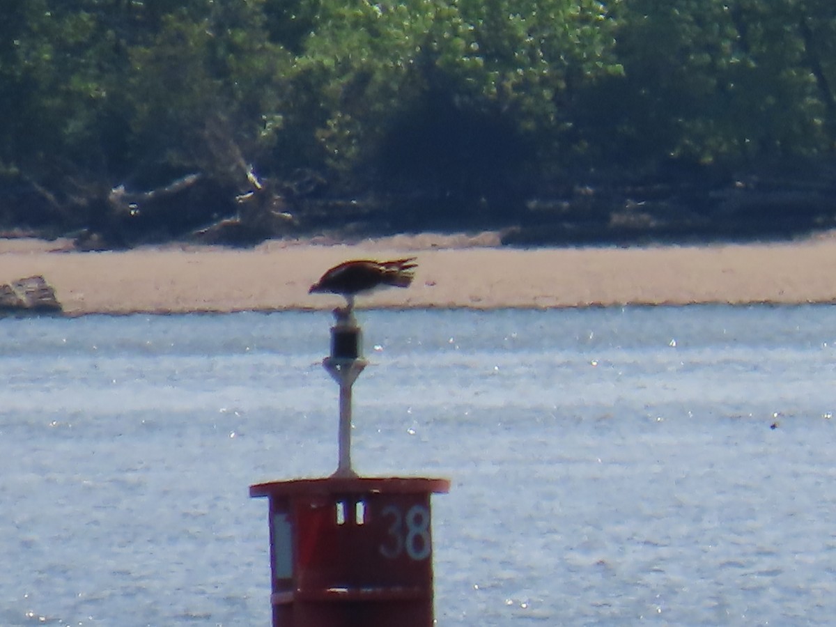 Osprey - Elizabeth Ferber