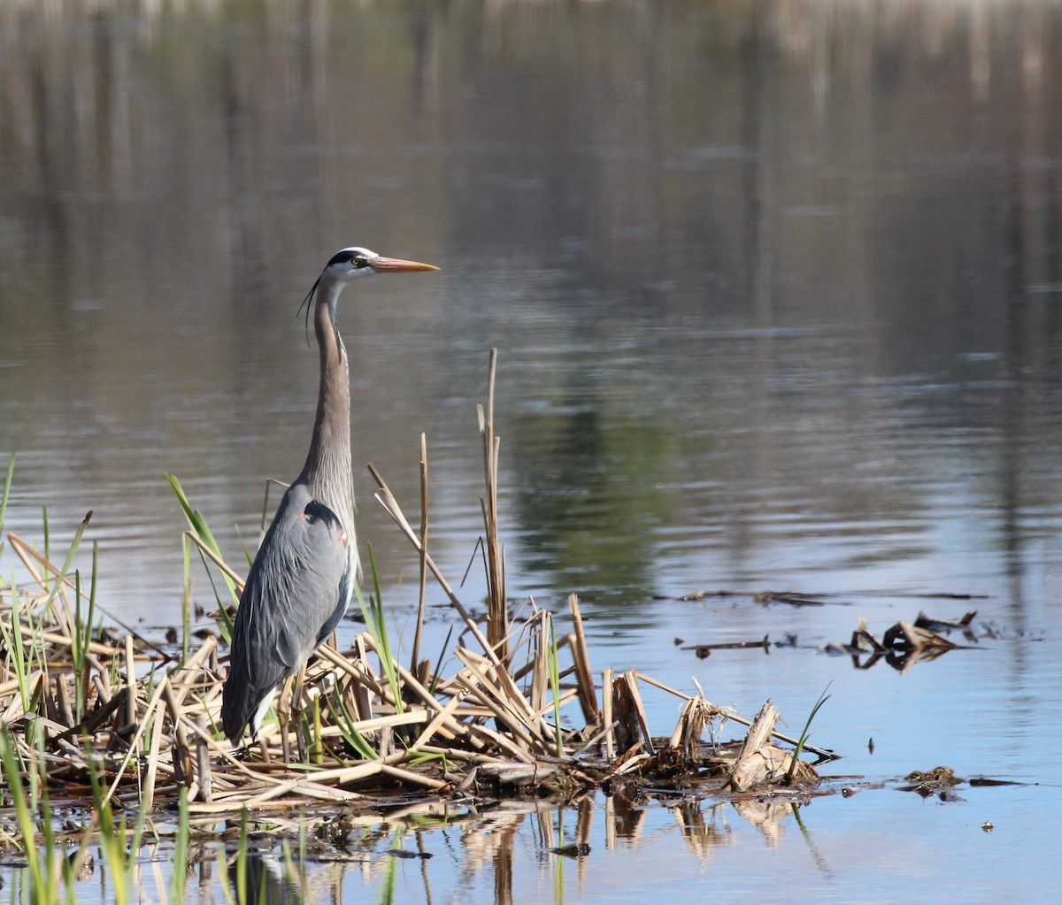 Great Blue Heron - Ted Hawksley