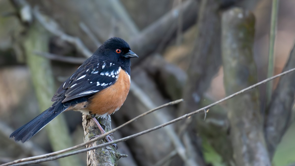 Spotted Towhee - Daniel Pankey