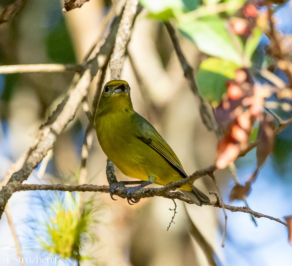 Violaceous Euphonia - George Strozberg