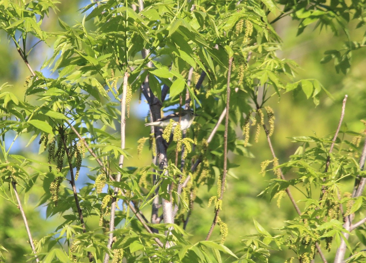 Warbling Vireo - Jim Schneider