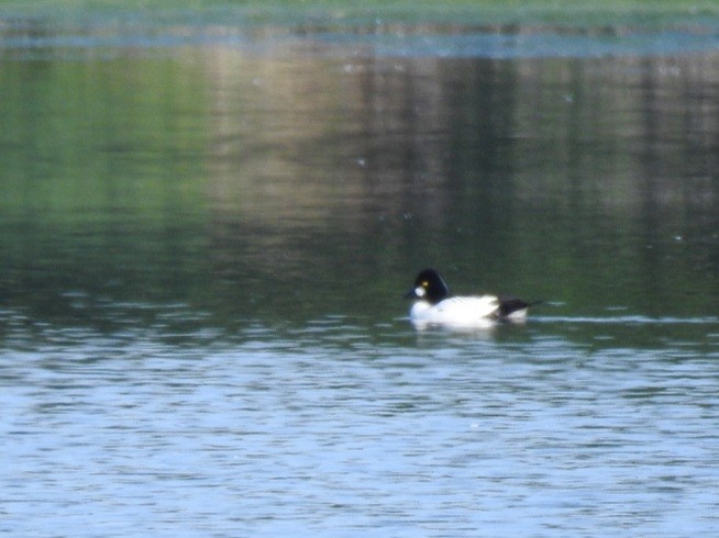 Common Goldeneye - Matouš Vlček