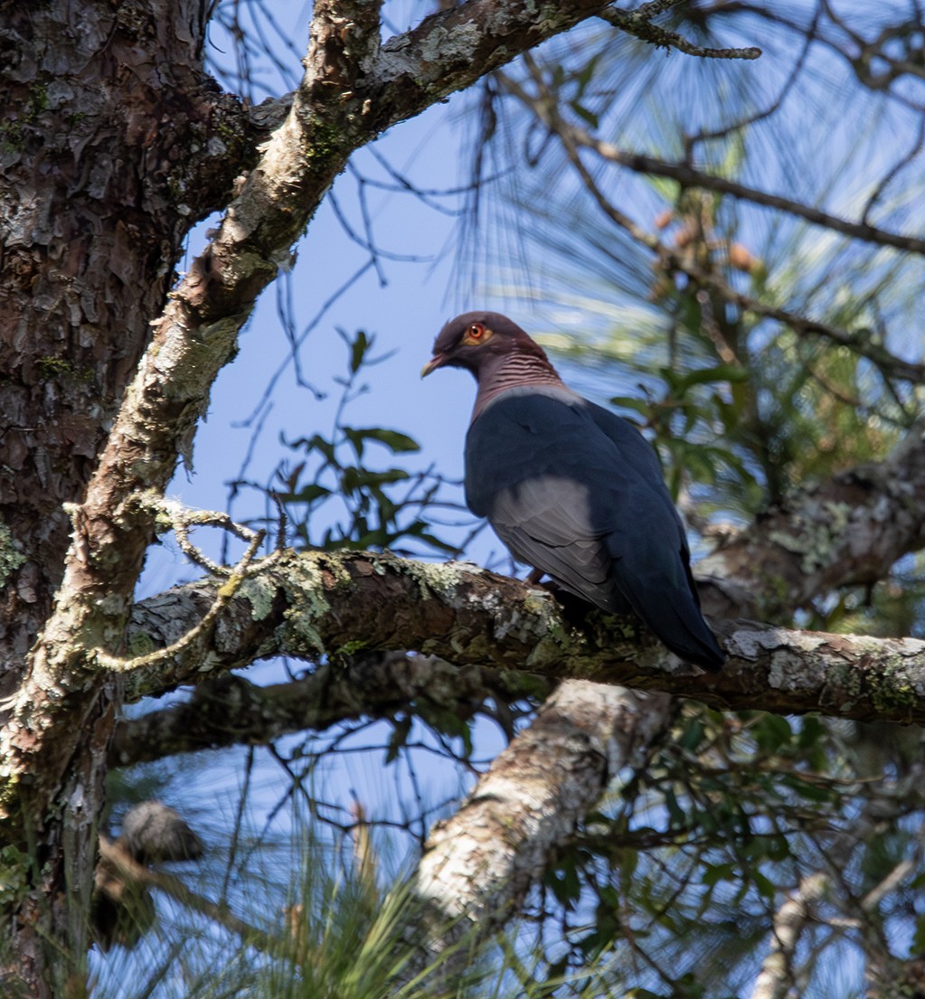 Pigeon à cou rouge - ML618846955