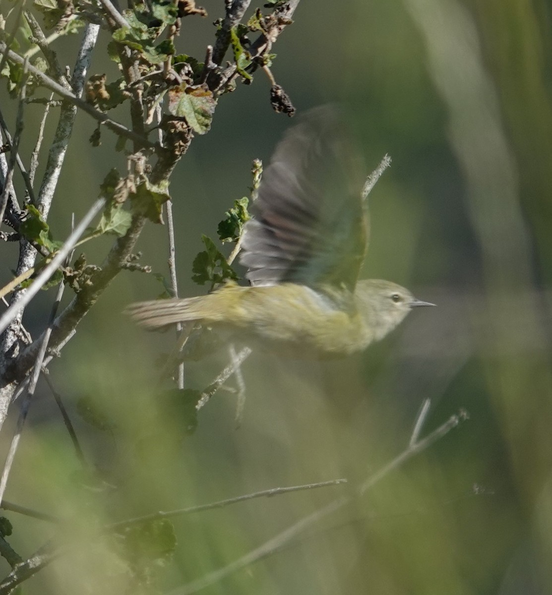 Orange-crowned Warbler (Gray-headed) - Sylvia Afable