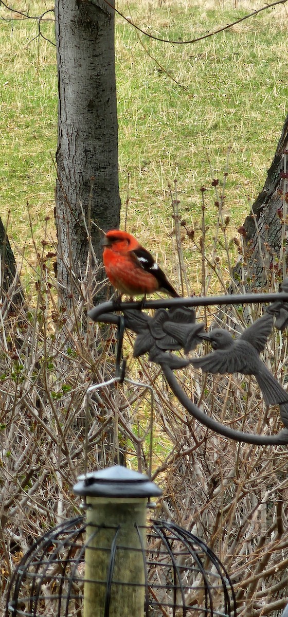 White-winged Crossbill - Jill Shaffer