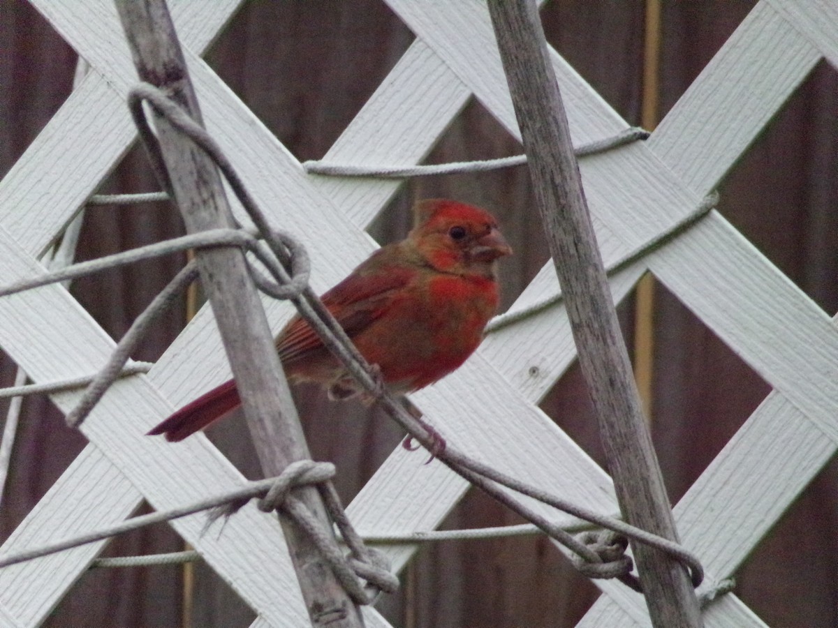 Northern Cardinal - Texas Bird Family