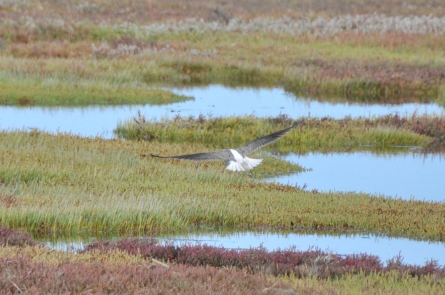 Common Greenshank - 🦜 Daniel Correia 🦜