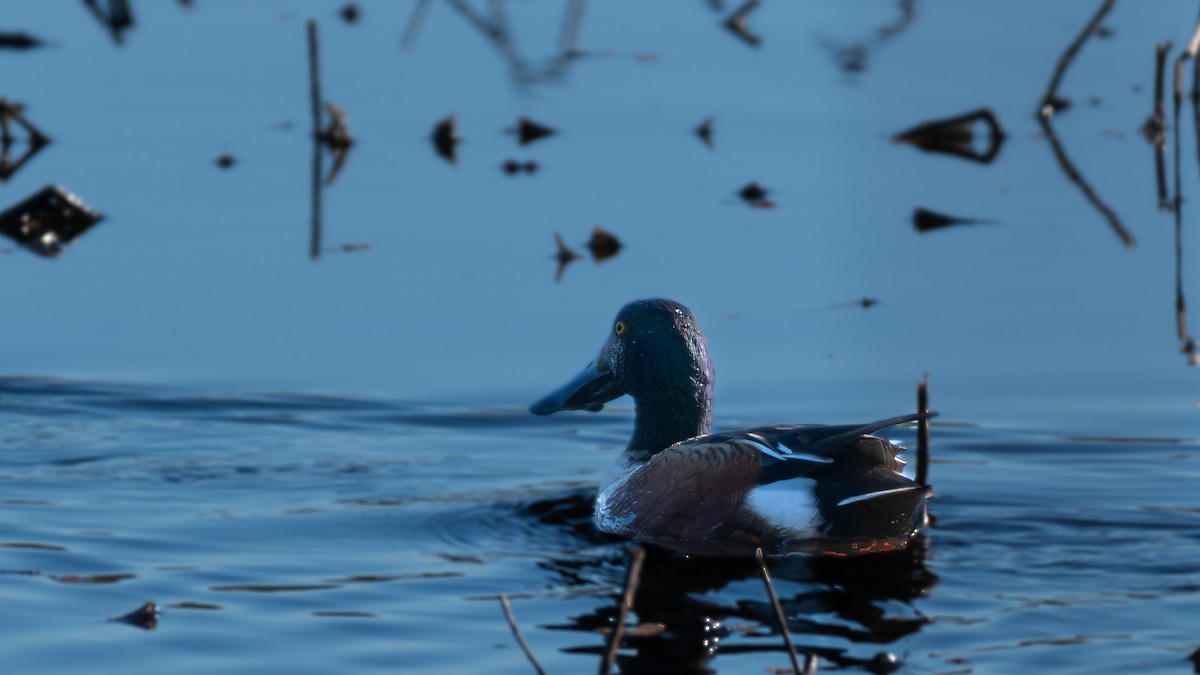 Northern Shoveler - Daniel Pankey