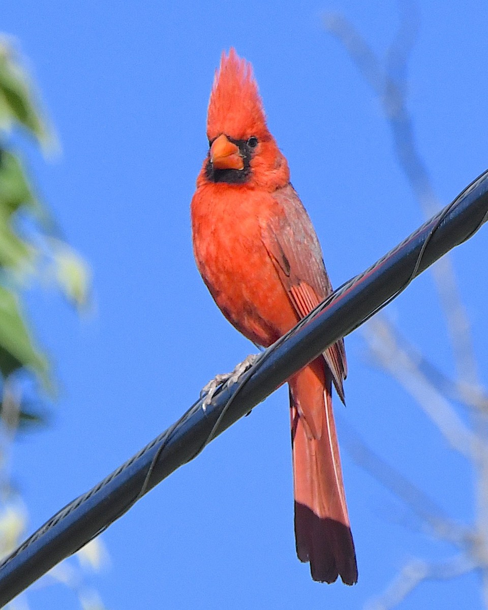 Northern Cardinal - Ted Wolff