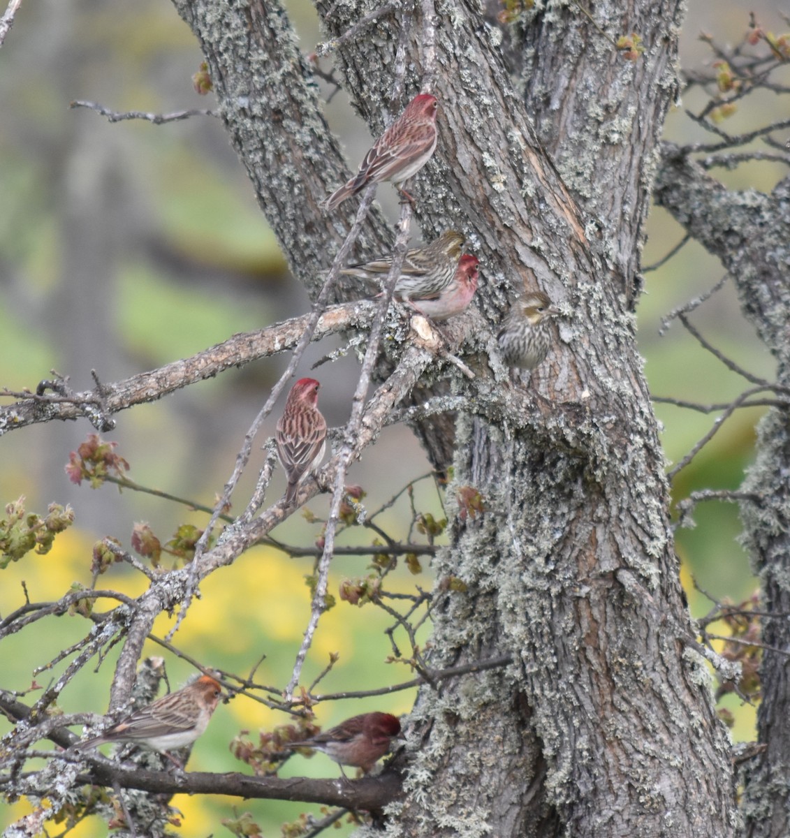 Cassin's Finch - Bill Tweit