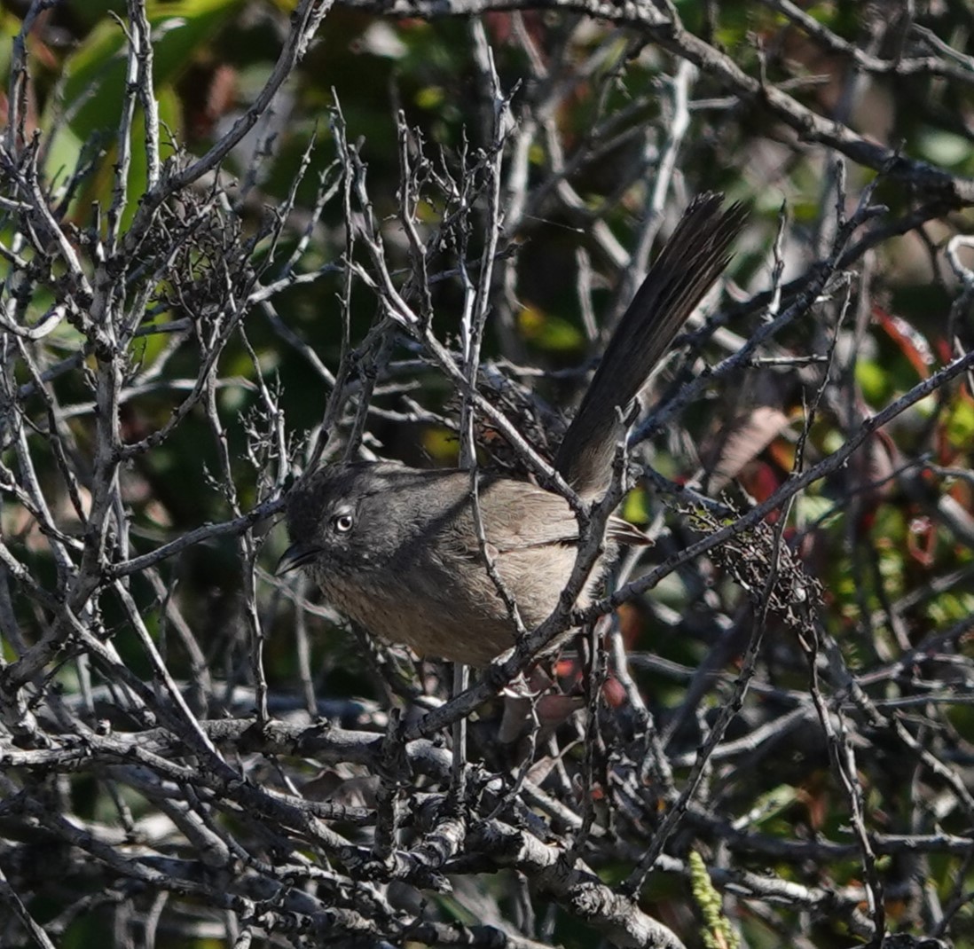 Wrentit - Sylvia Afable