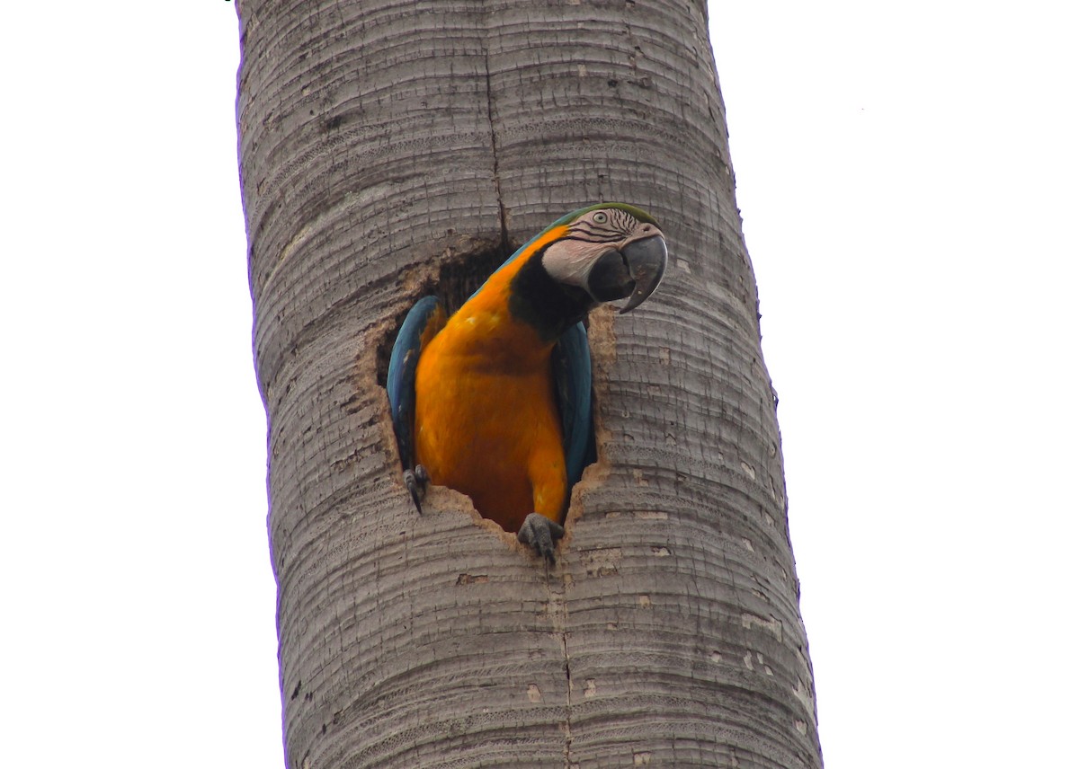 Blue-and-yellow Macaw - T L P L