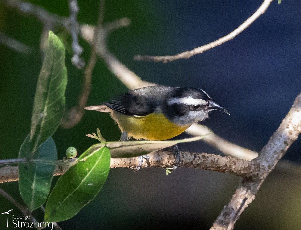 Bananaquit - George Strozberg