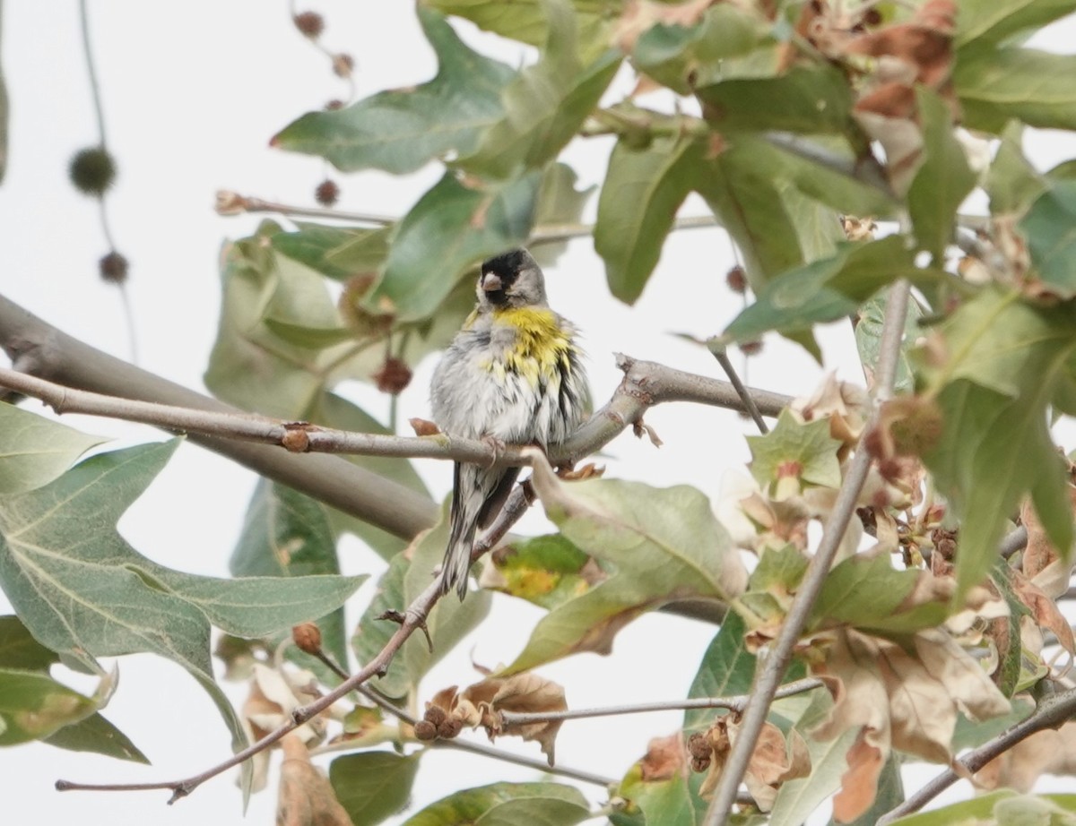 Lawrence's Goldfinch - Sylvia Afable