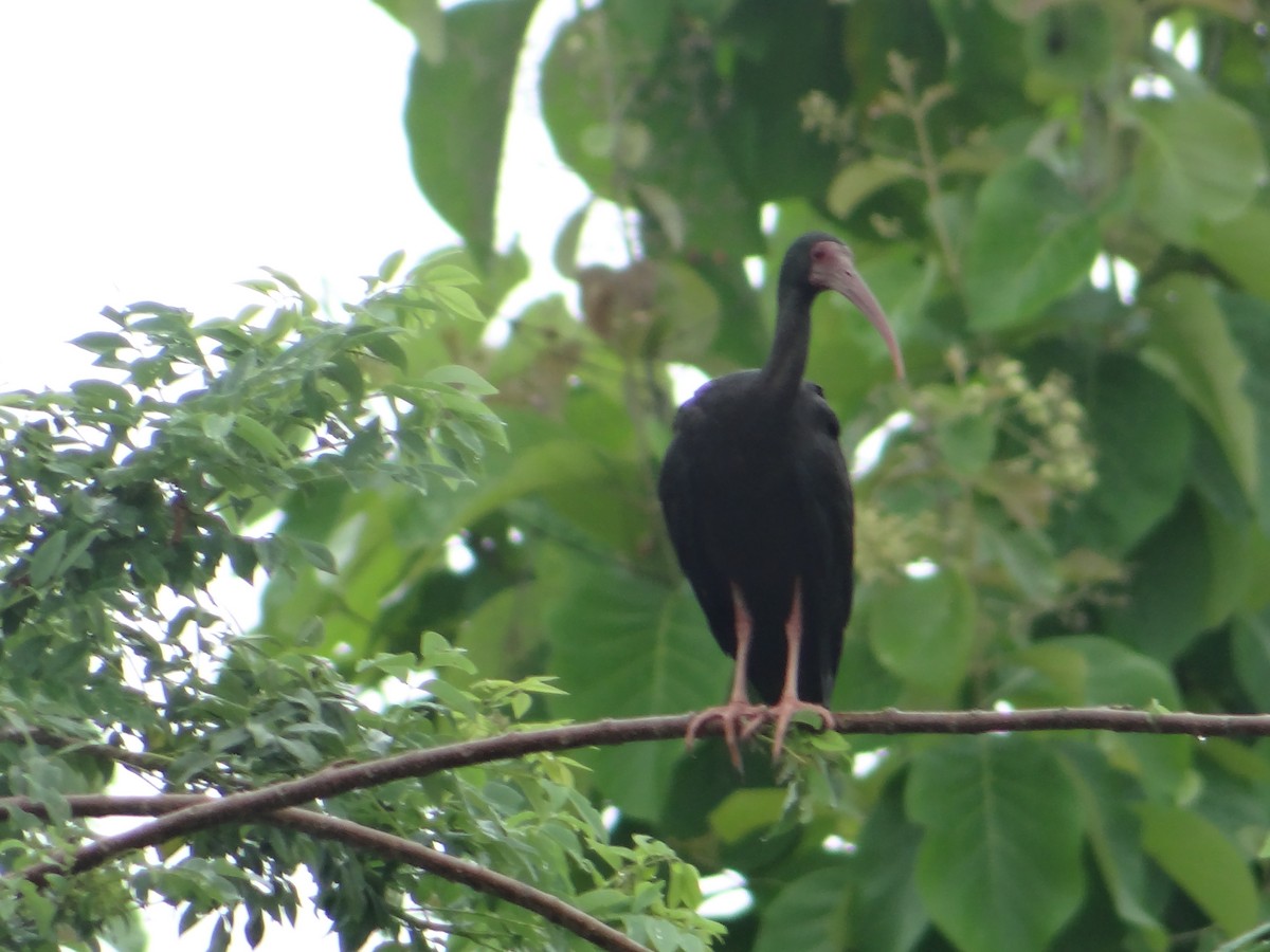 Bare-faced Ibis - Cristian Meneses