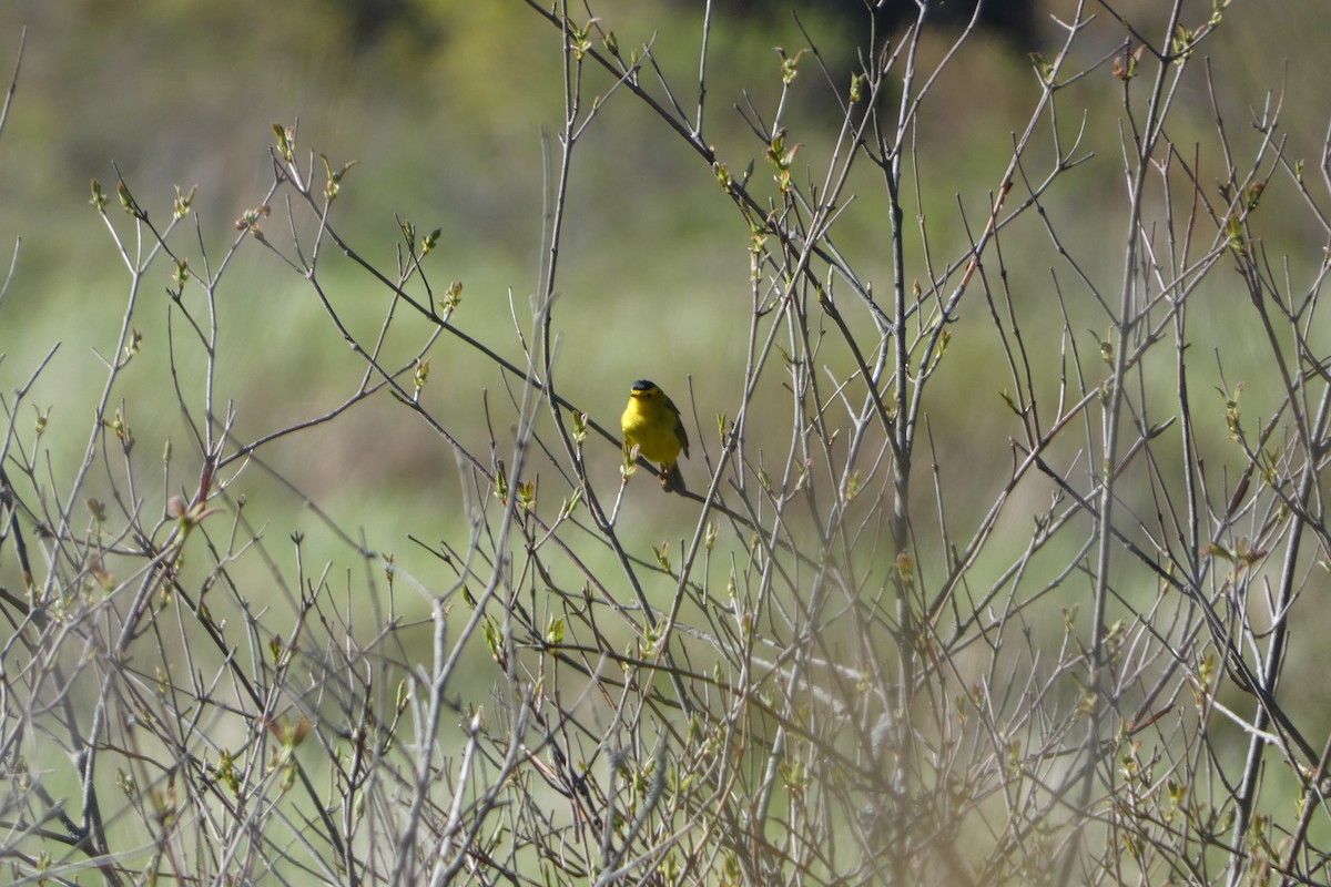 Wilson's Warbler - Joseph Mahoney