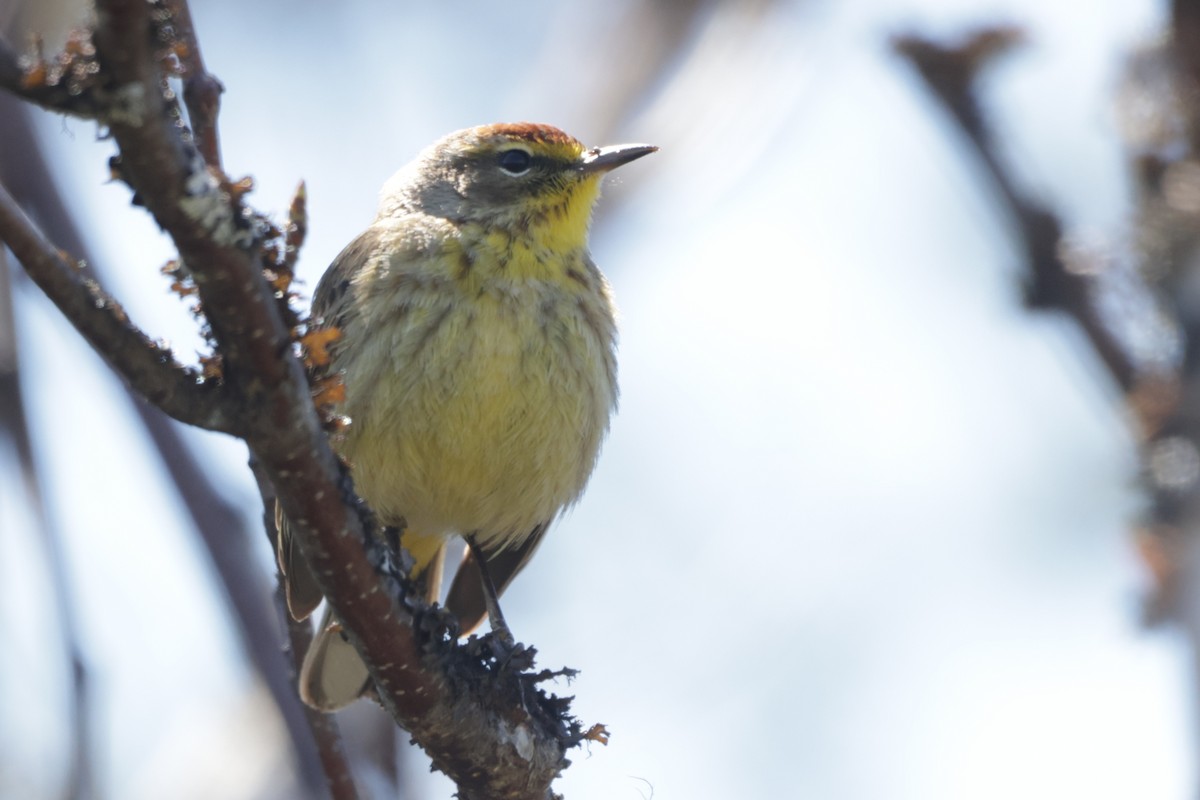 Palm Warbler - Dary Tremblay