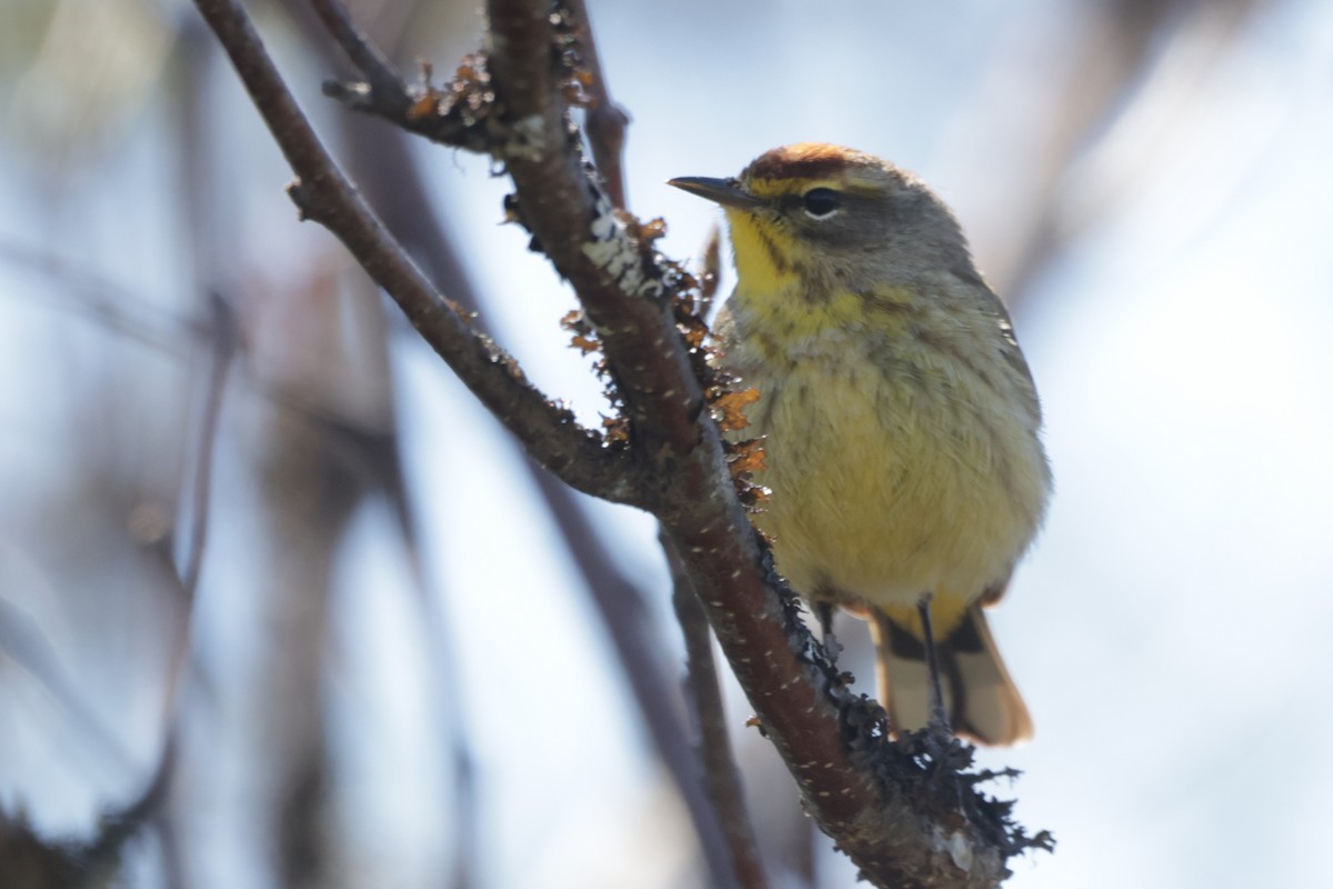 Palm Warbler - Dary Tremblay