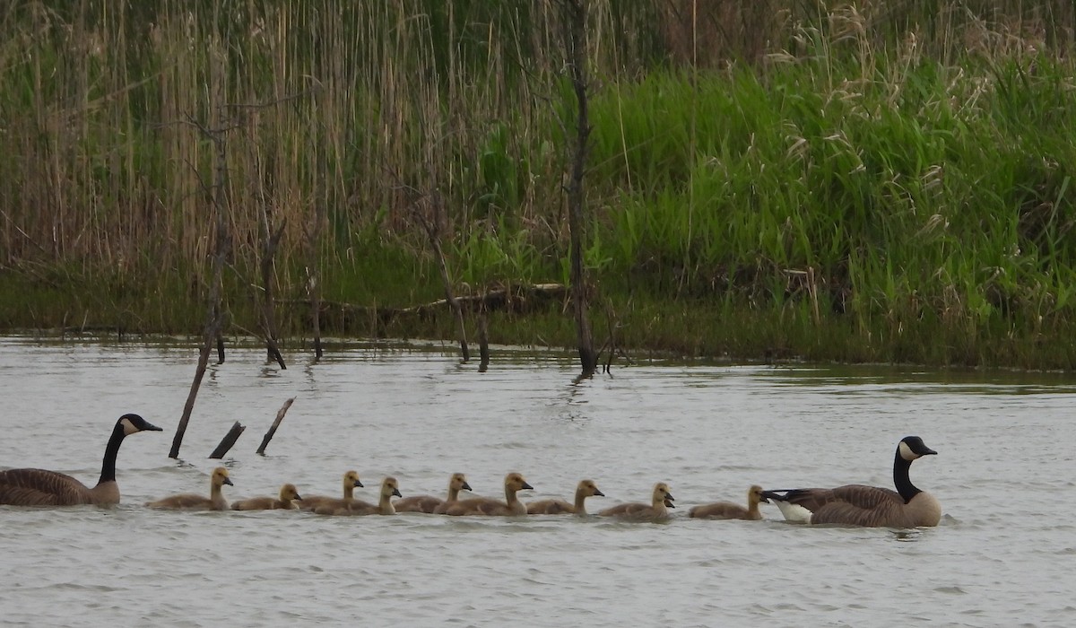 Canada Goose - Shirley Andrews