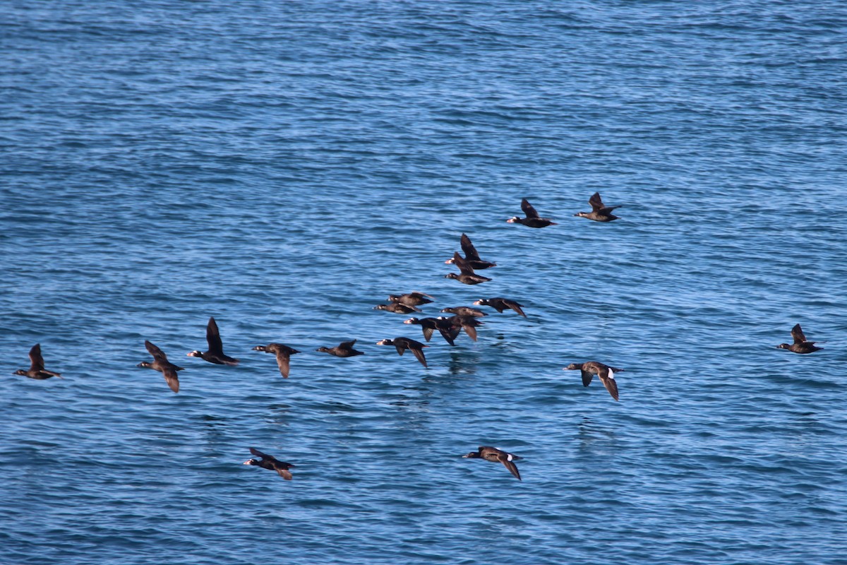 Surf Scoter - Daniel Donnecke