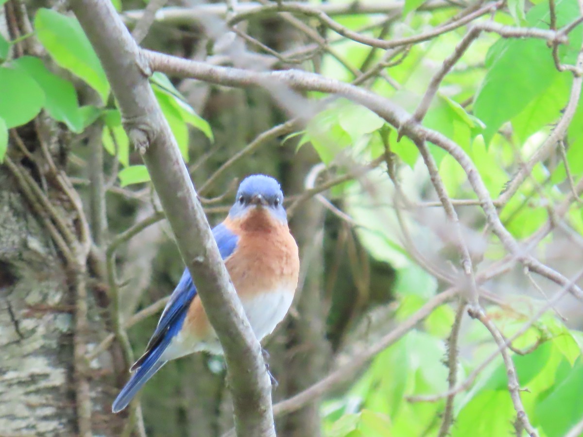 Eastern Bluebird - Elizabeth Ferber