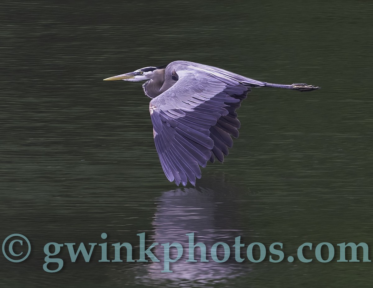 Great Blue Heron - ML618847065