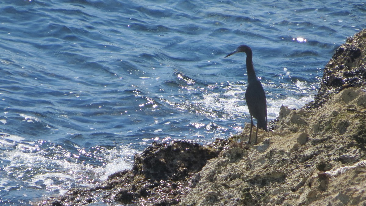 Little Blue Heron - Delvis Toledo