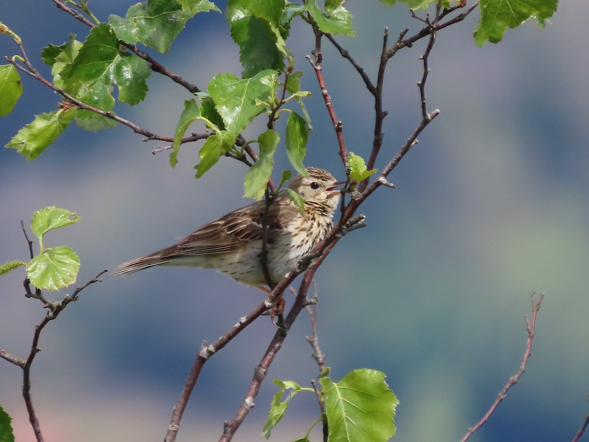 Tree Pipit - Clemente Álvarez Usategui