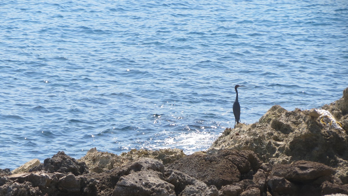 Little Blue Heron - Delvis Toledo