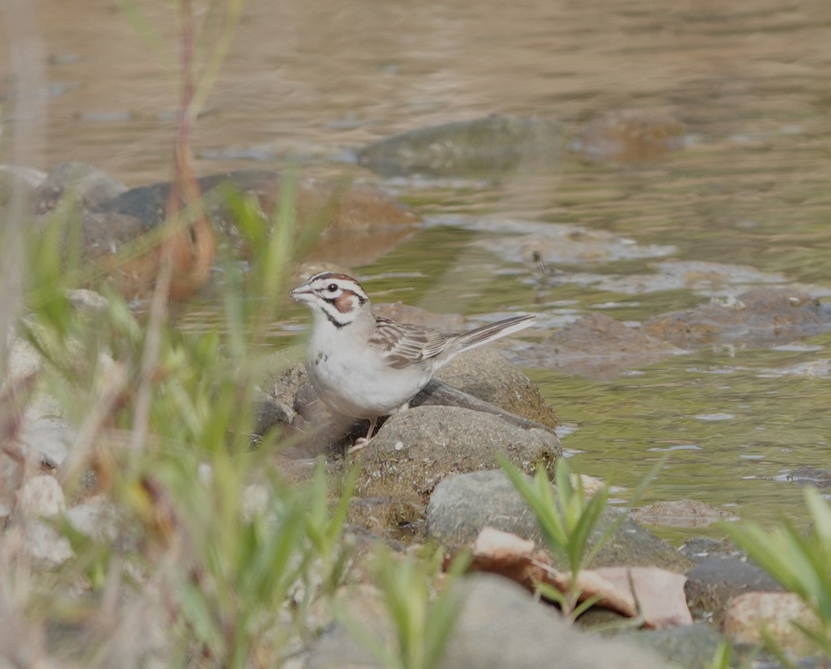 Lark Sparrow - Sylvia Afable