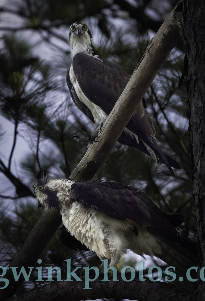 Osprey - Greg Winkelmann