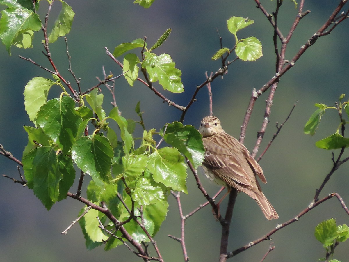 Tree Pipit - Clemente Álvarez Usategui