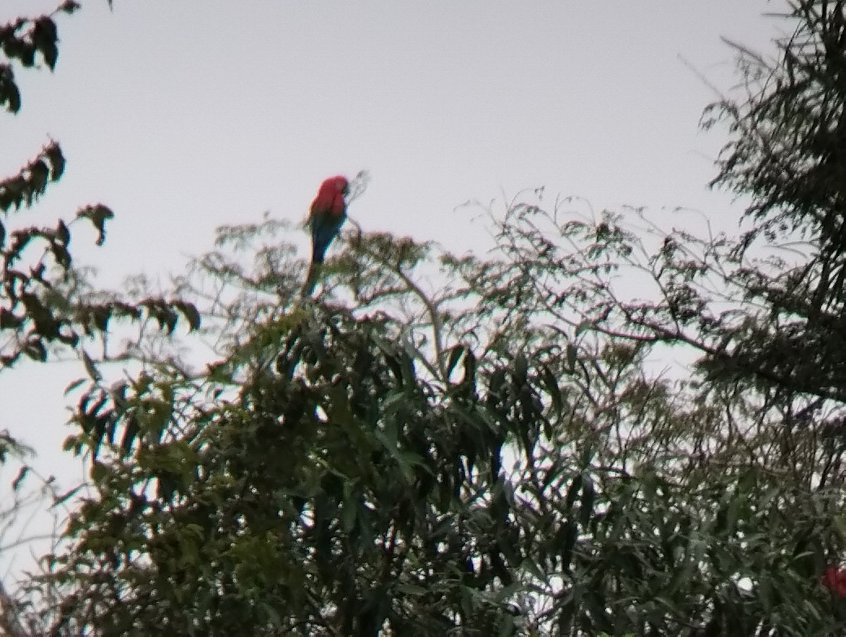 Red-and-green Macaw - ML618847091